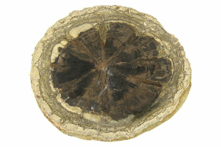 Petrified Wood (Hermanophyton) Round - Colorado #299279